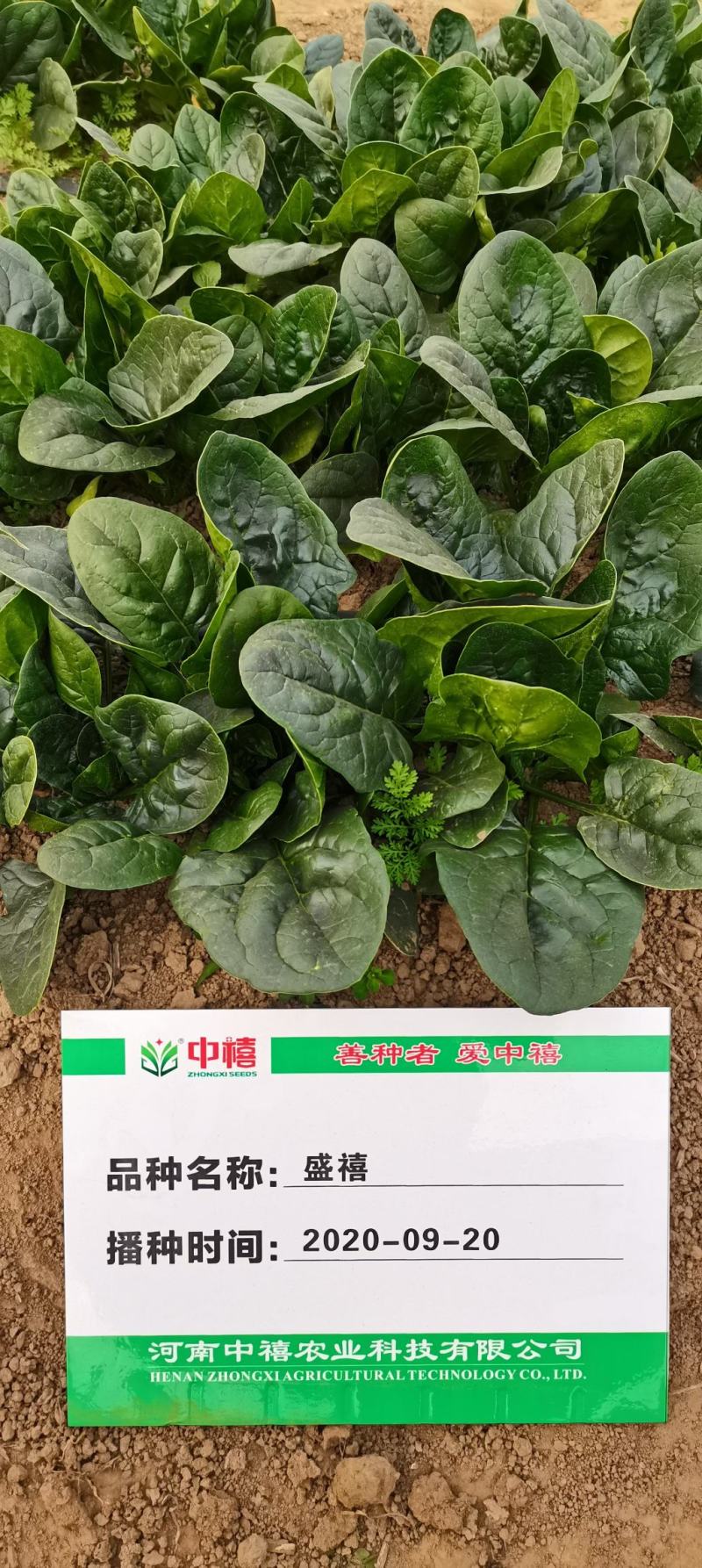 250克装半直大黑圆叶耐寒菠菜种叶片厚实高抗霜霉病品质好