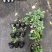 姬小菊穴盘苗黄玫红紫白巴西烂天蓝预定秋天发货