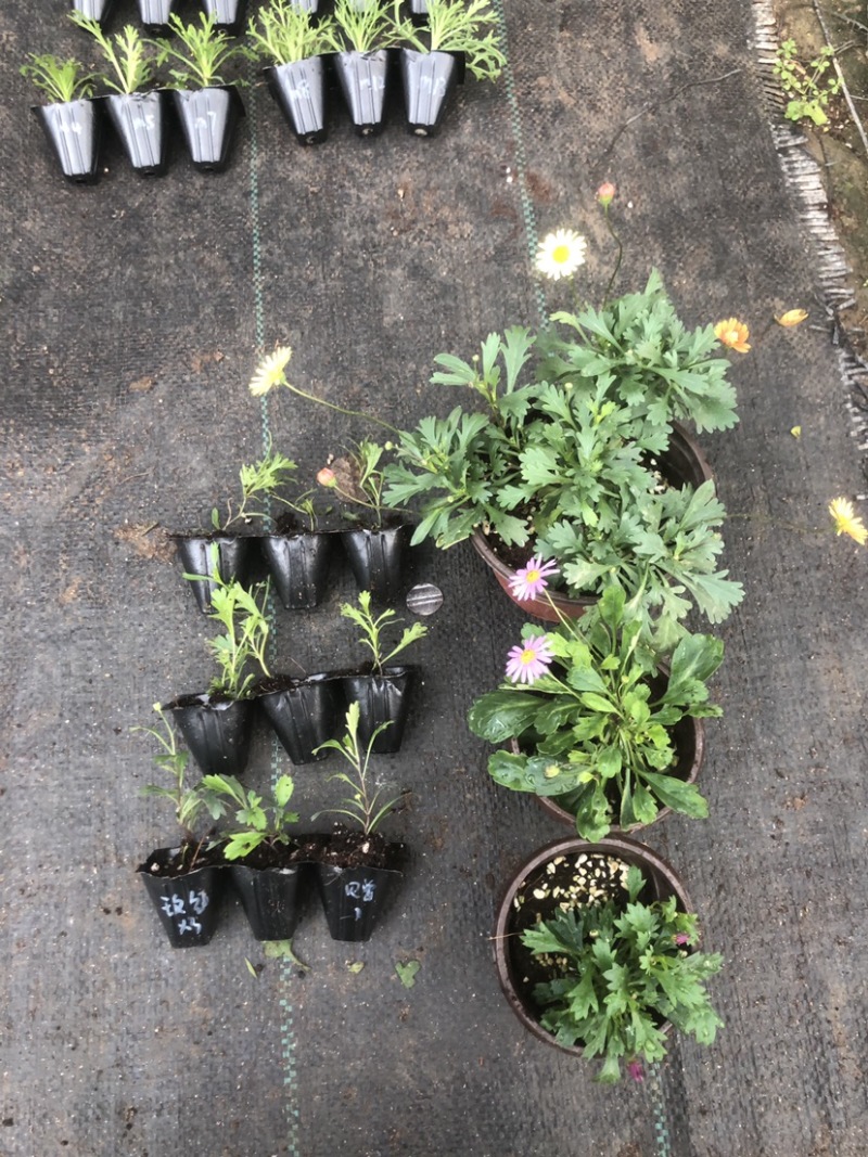 姬小菊穴盘苗黄玫红紫白巴西烂天蓝预定秋天发货
