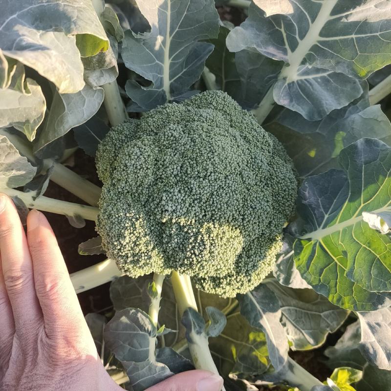 西兰花，基地一手货源，支持视频看货，线上交易