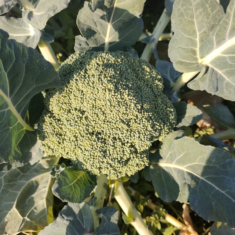 西兰花，基地一手货源，支持视频看货，线上交易