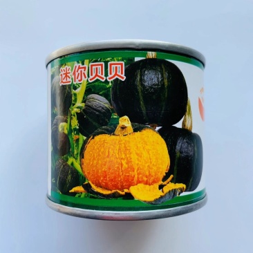 贝贝南瓜种子迷你小贝贝种子基地种植效果非常好品种子