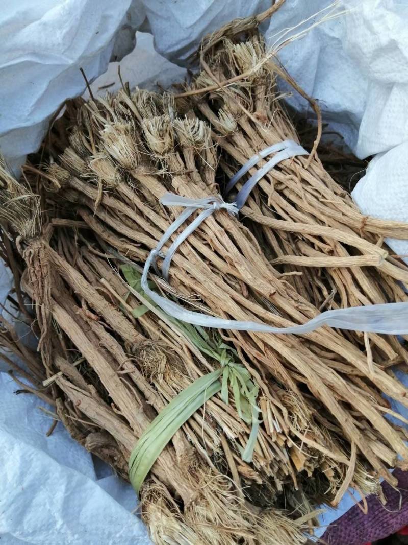 防风籽，防风种苗。，改良防风种，北防风。