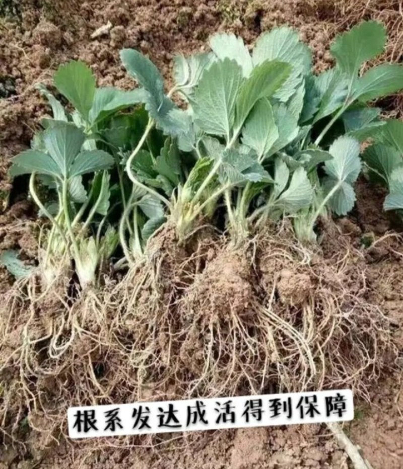 新品种草莓苗红颜白雪公主奶油草莓当年结果快