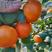 广西沙糖橘上市了，提供收百家果，免费周转车一条龙服务