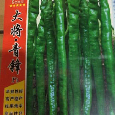 大将军．青锋辣椒种子