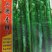 大将军．青锋辣椒种子