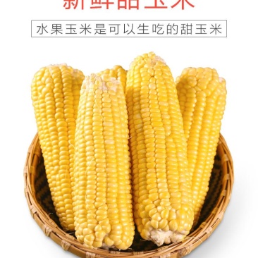 广东现摘新鲜水果玉米脆甜玉米棒可生吃玉米香甜脆玉米棒
