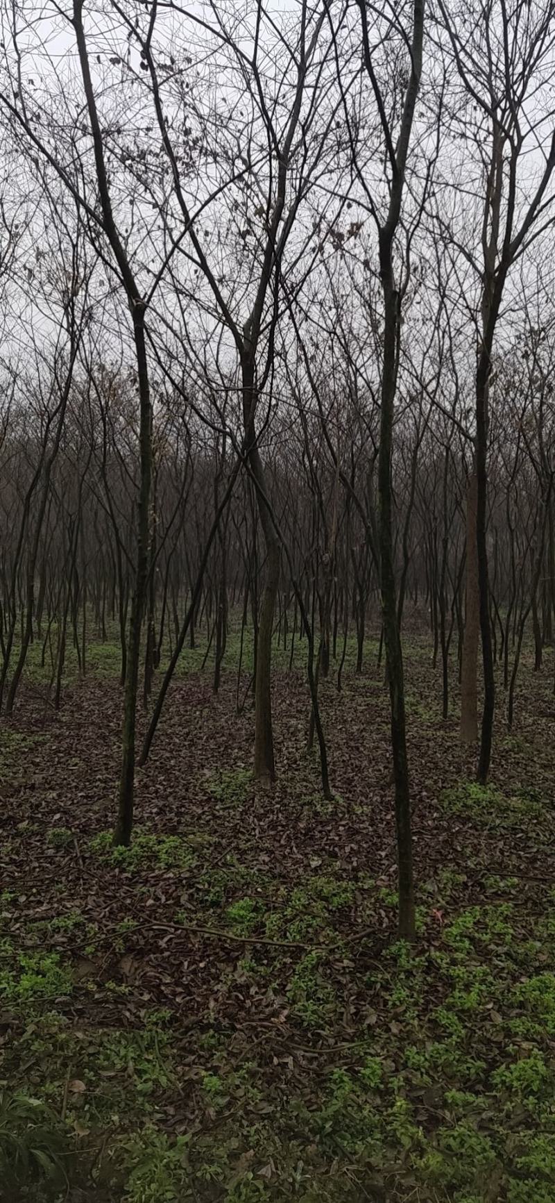 2～5公分朴树，适合下苗圃，一般工程用苗，造林苗