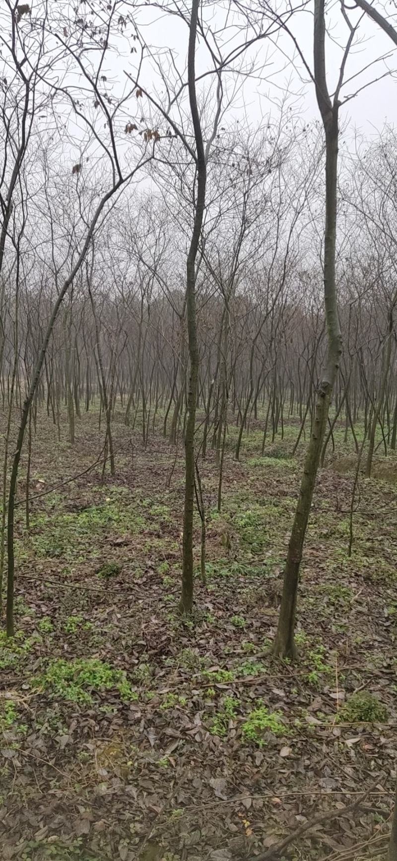 2～5公分朴树，适合下苗圃，一般工程用苗，造林苗