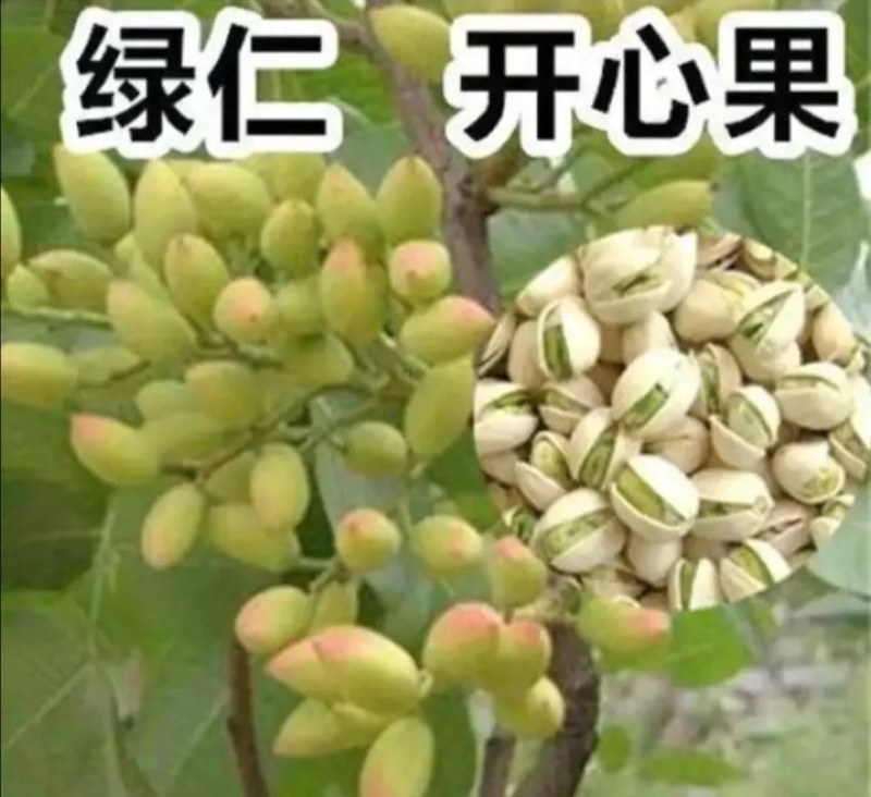 新品种阿月浑子早熟开心果树苗《速生生长结果快》