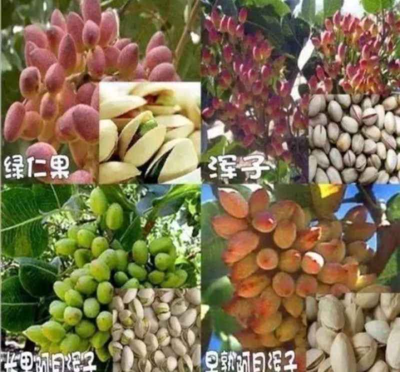 新品种阿月浑子早熟开心果树苗《速生生长结果快》