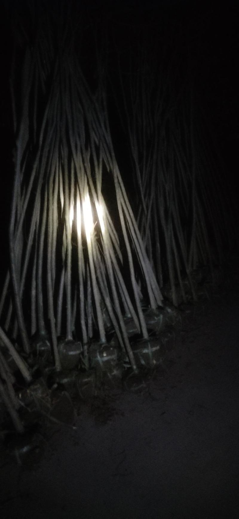1～5公分榉树工程苗，造林苗海量供应，欢迎实地考察