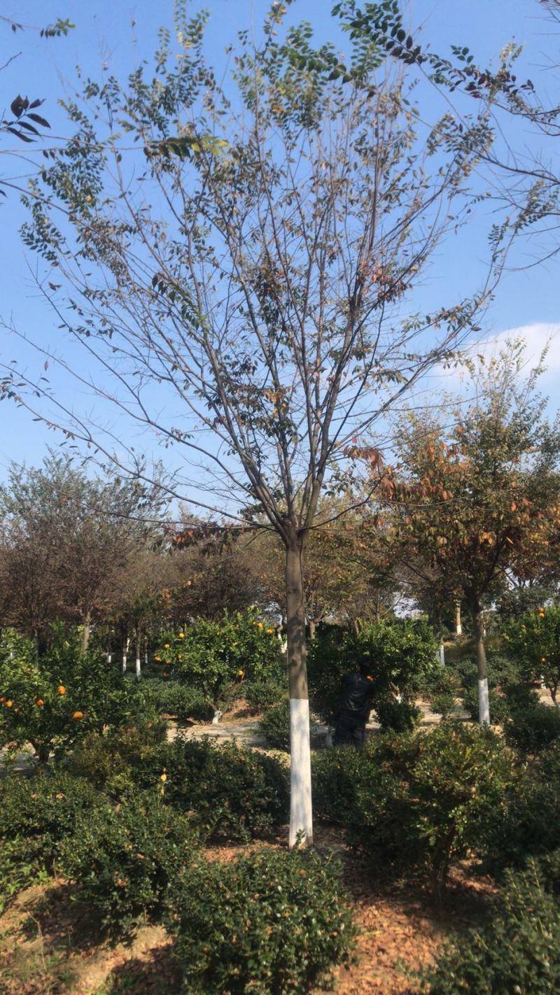 12～18公分榉树，适合精品房地产用苗，一般工程用苗