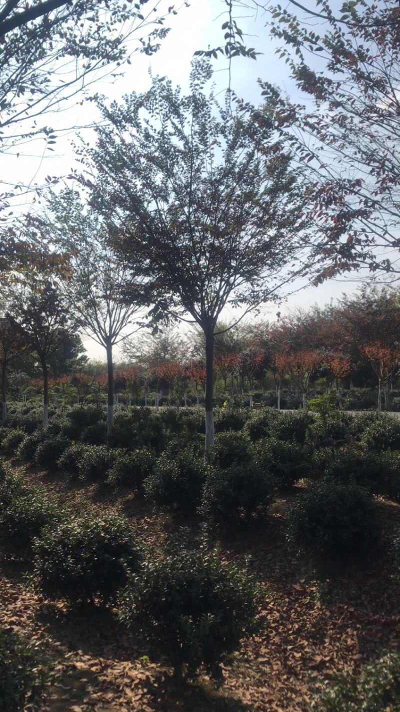 12～18公分榉树，适合精品房地产用苗，一般工程用苗