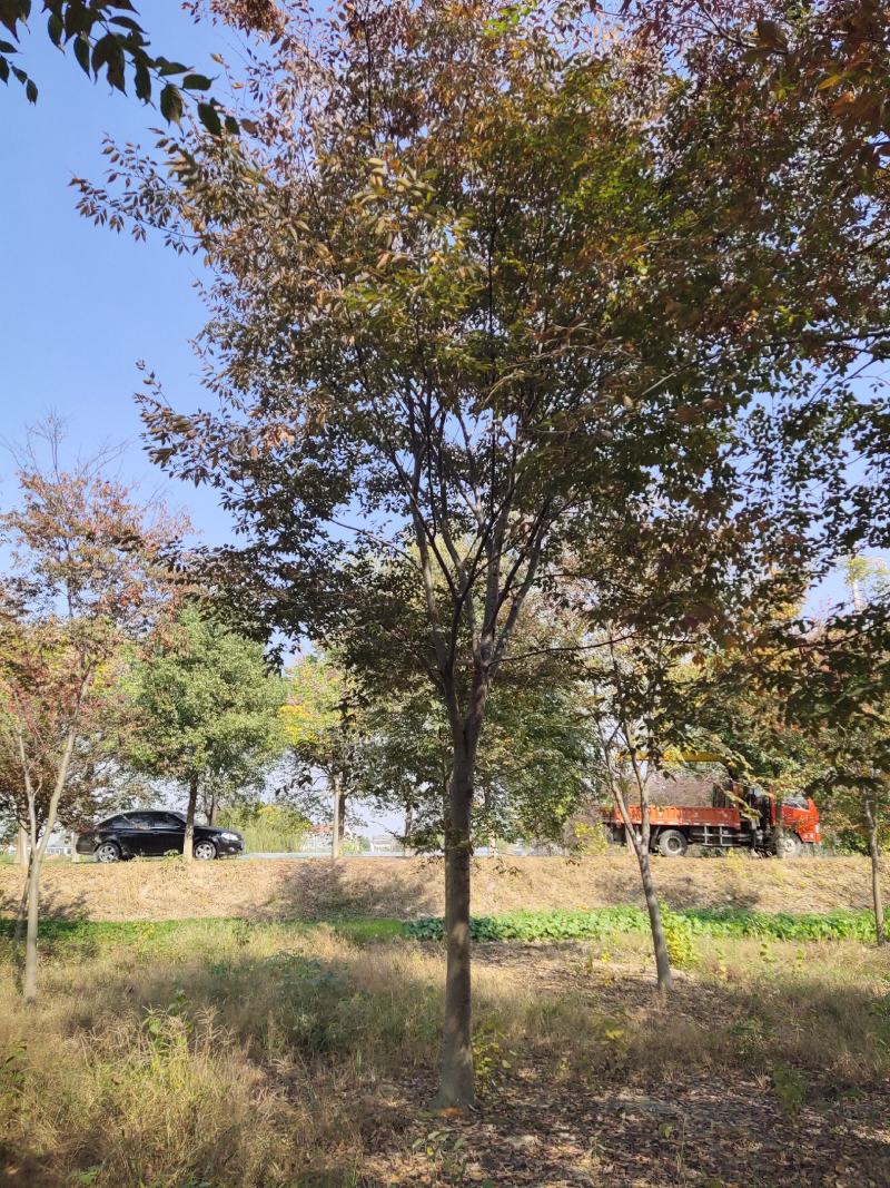 12～18公分榉树，适合精品房地产用苗，一般工程用苗