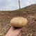 凉薯地瓜四川大凉山土瓜，各大市场老板都在积极联系