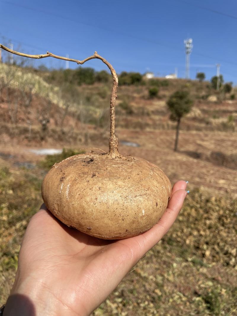 凉薯地瓜四川大凉山土瓜，各大市场老板都在积极联系