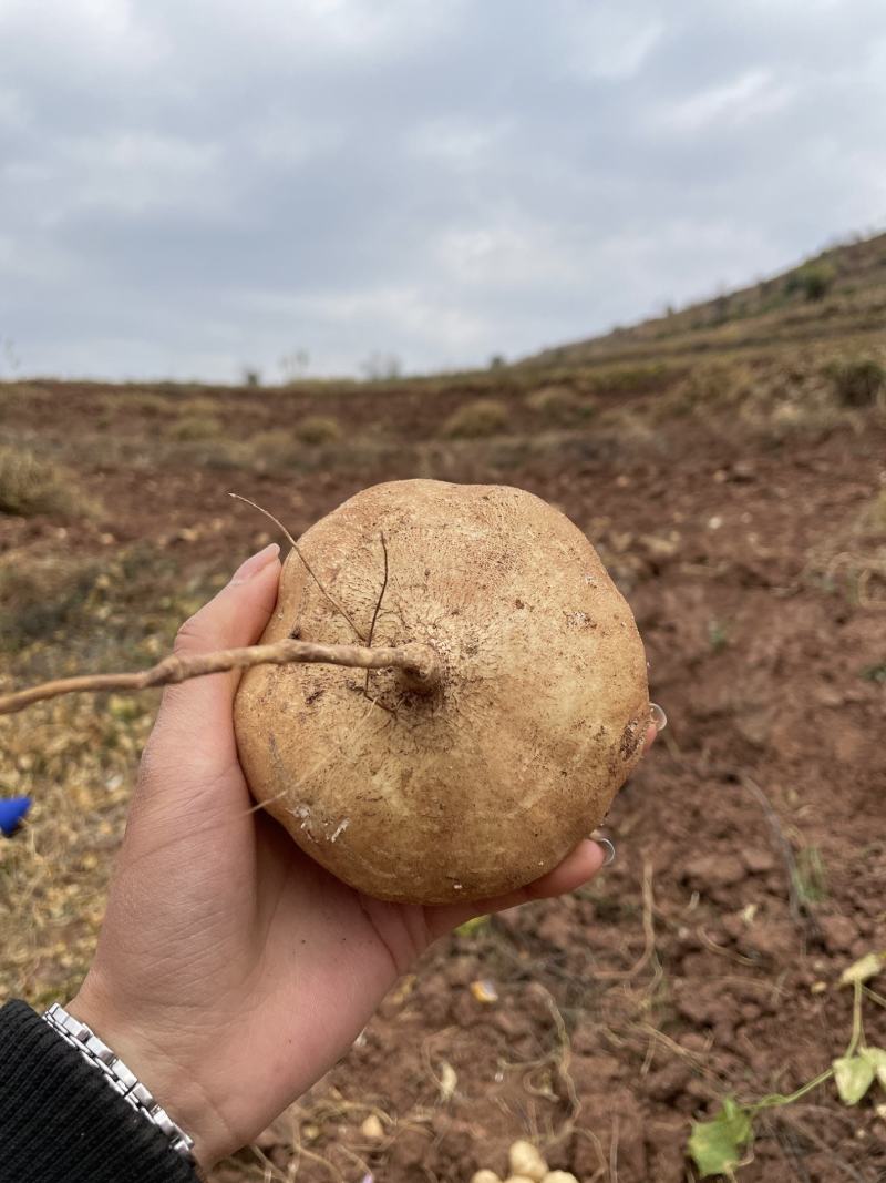 凉薯地瓜四川大凉山土瓜，各大市场老板都在积极联系