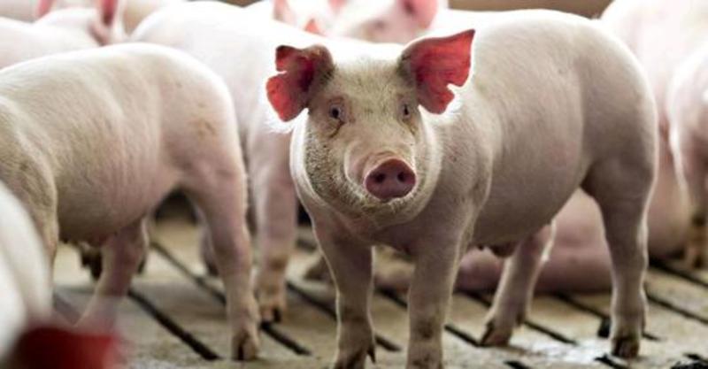 生猪产地直供仔猪，母猪，育肥猪大量供应，可调车发全国