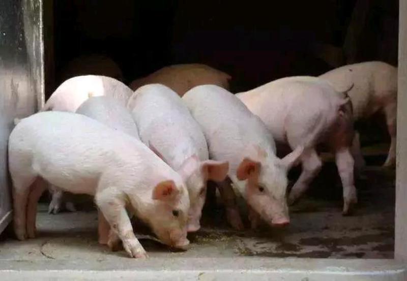 生猪产地直供仔猪，母猪，育肥猪大量供应，可调车发全国