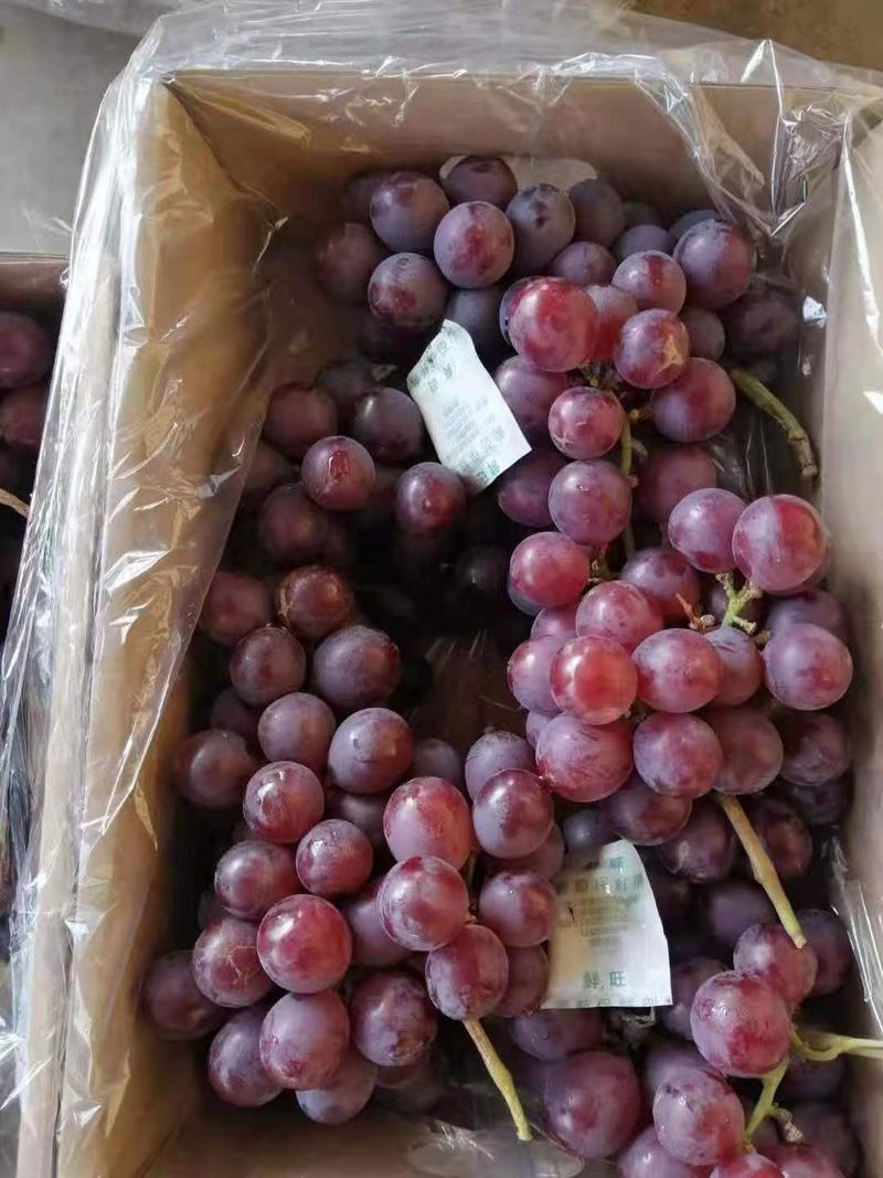 葡萄，精品巨峰葡萄礼品盒商超电商直供，质优价廉量大从优