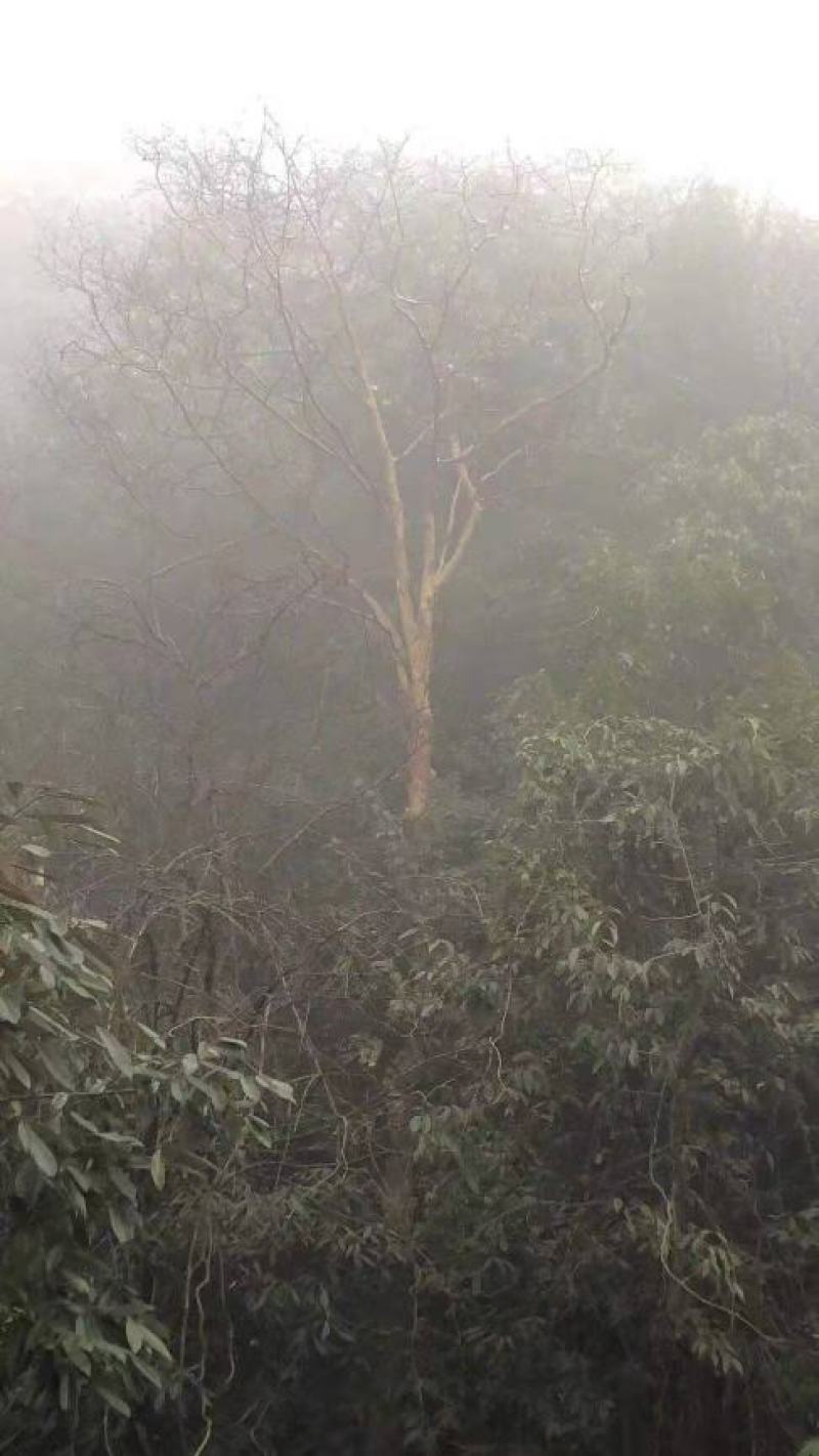 紫薇树，马灵光，18公分到45公分都有欢迎老板联系