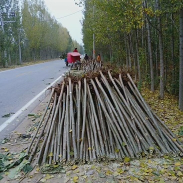 河南省泡桐苗，基地直销，质量好价格低信誉好，