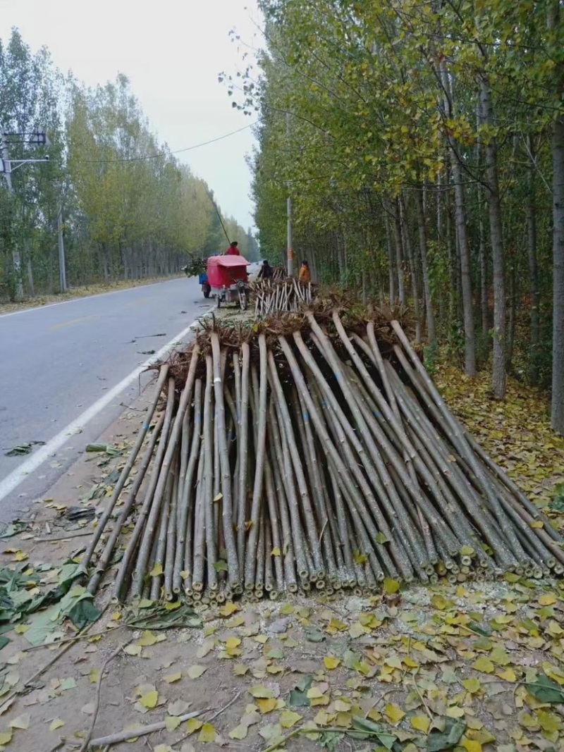 河南省泡桐苗，基地直销，质量好价格低信誉好，