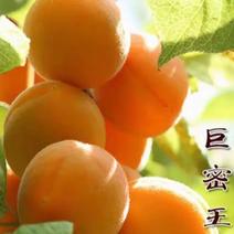 新品种巨蜜杏树苗，荷兰香蜜《速生生长结果快》成活率高