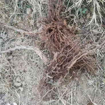 占地葡萄树，2到3公分