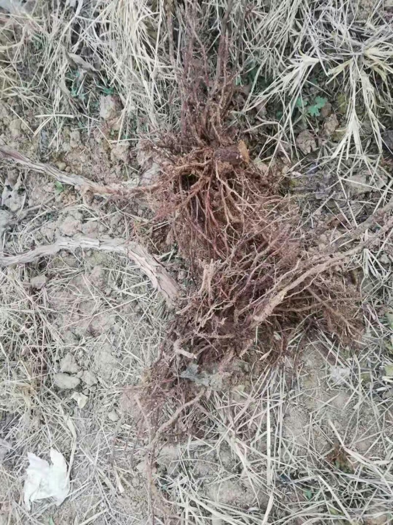 占地葡萄树，2到3公分