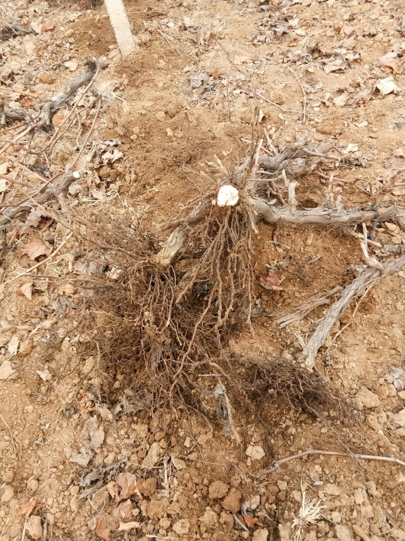 占地葡萄树，2到3公分