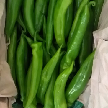 精品尖椒袋装，箱装，各种打包，需要的老板咨询了