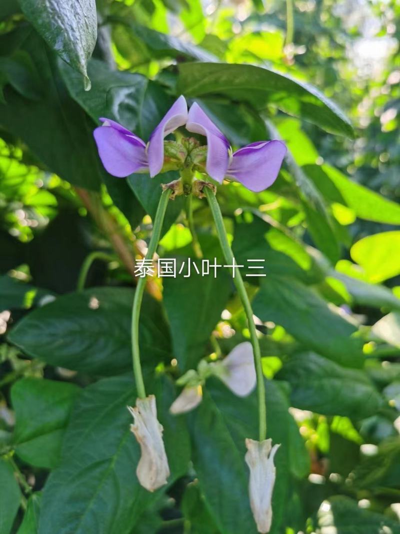 豇豆种子泰国小叶十三，翠绿美，翠绿色长条型高产品种基地种