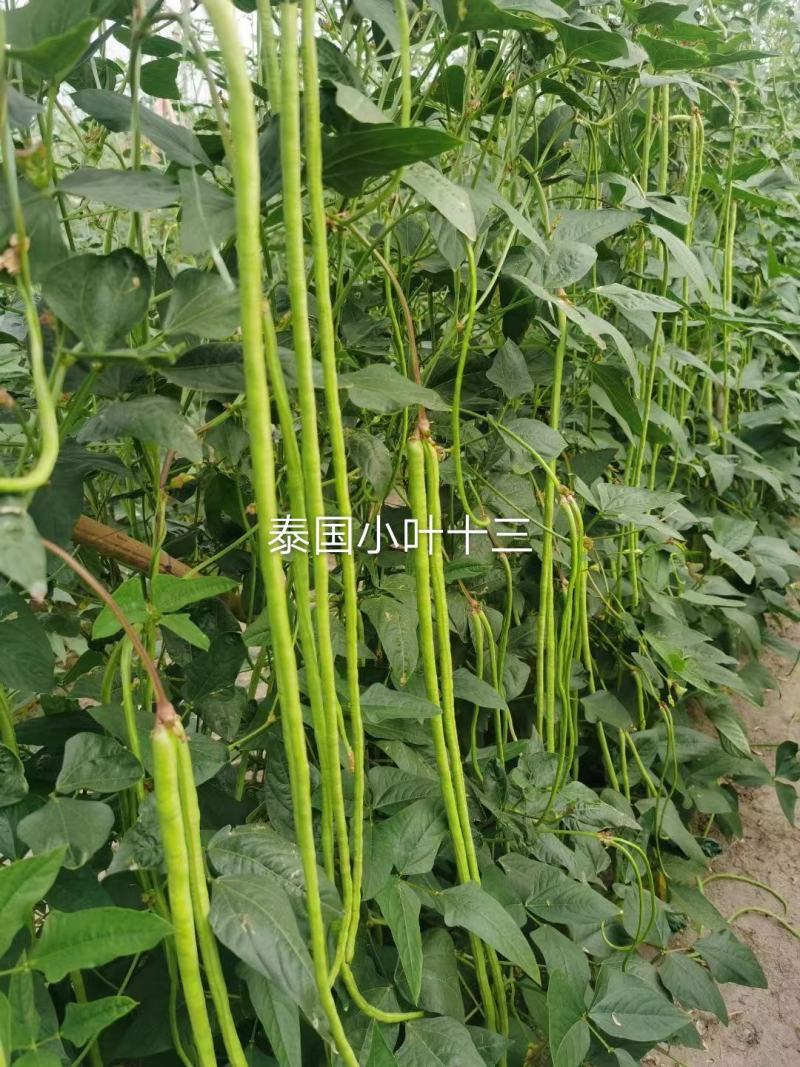 豇豆种子泰国小叶十三，翠绿美，翠绿色长条型高产品种基地种