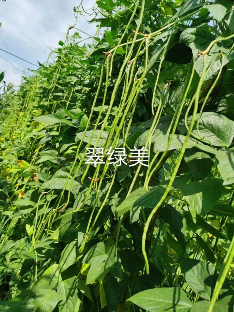 豇豆种子泰国小叶十三，翠绿美，翠绿色长条型高产品种基地种