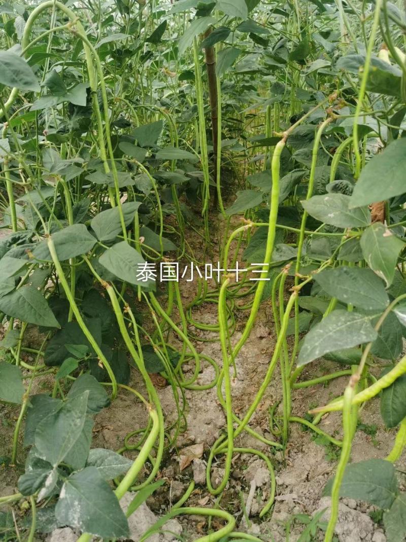 豇豆种子泰国小叶十三，翠绿美，翠绿色长条型高产品种基地种