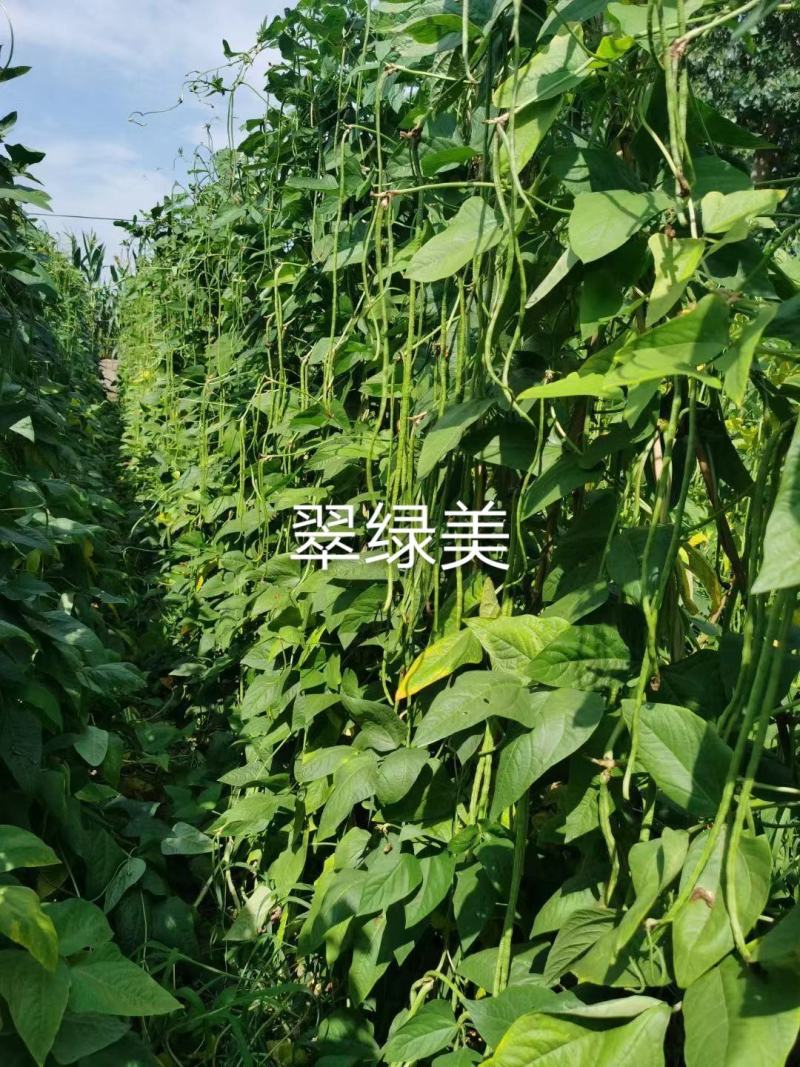 豇豆种子泰国小叶十三，翠绿美，翠绿色长条型高产品种基地种