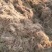 一年韭菜根，粗壮直立基地直销质量保证欢迎选购