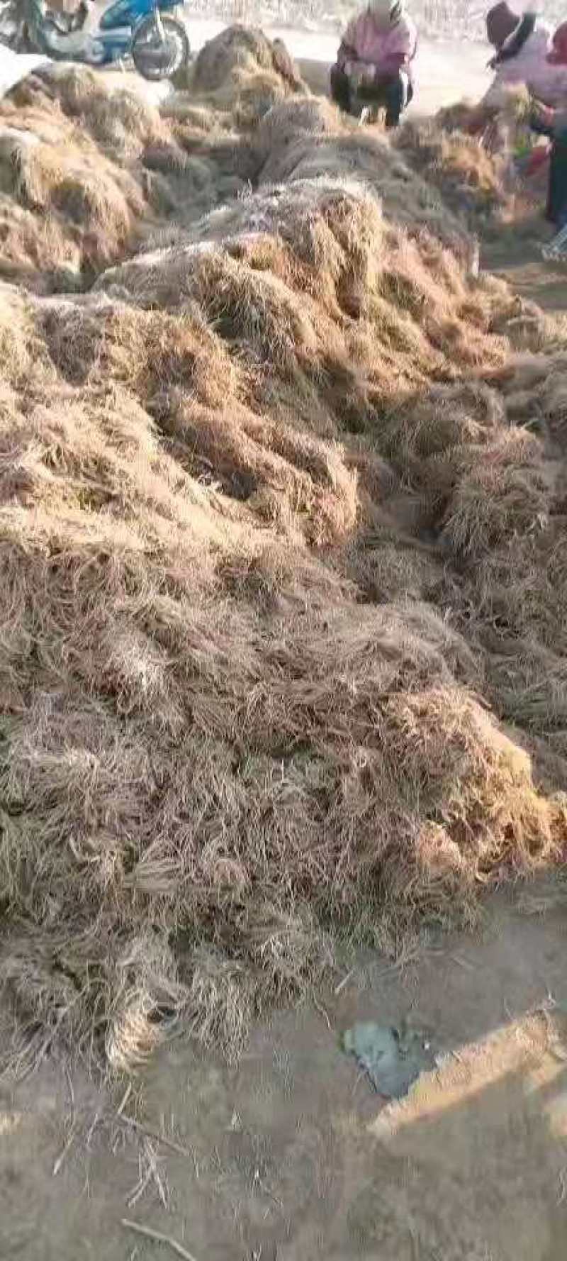 一年韭菜根，粗壮直立基地直销质量保证欢迎选购