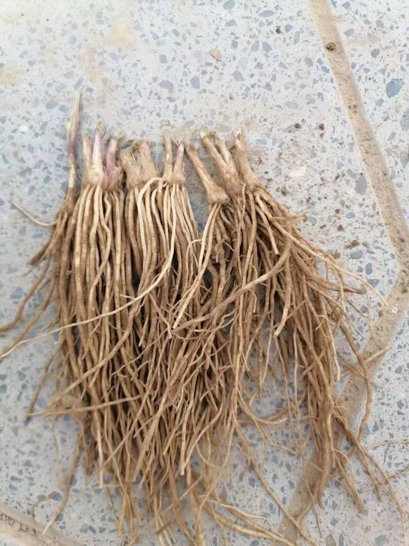 一年韭菜根，粗壮直立基地直销质量保证欢迎选购
