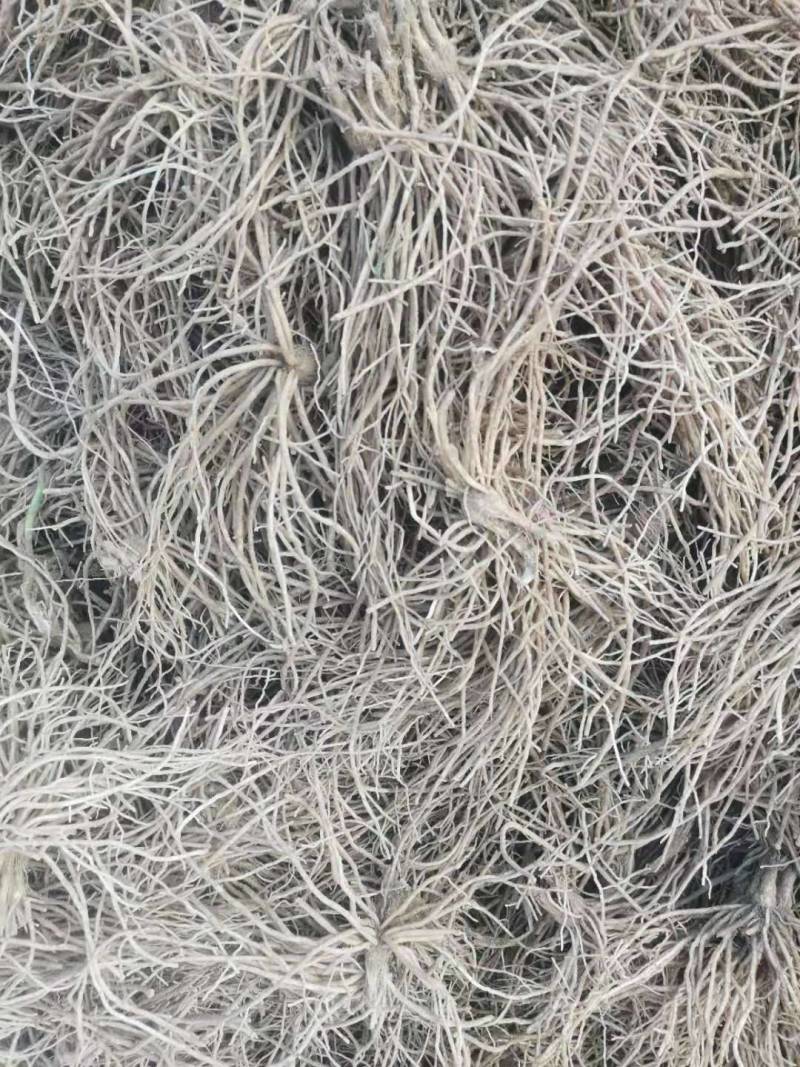 一年韭菜根，粗壮直立基地直销质量保证欢迎选购