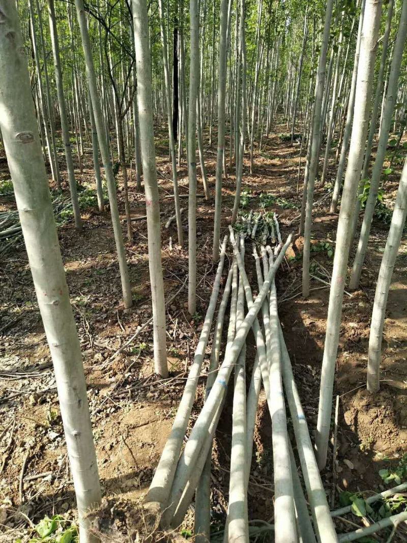 毛白杨毛新毛白杨雄株无柳絮飞絮毛白杨，冠县毛白杨基地
