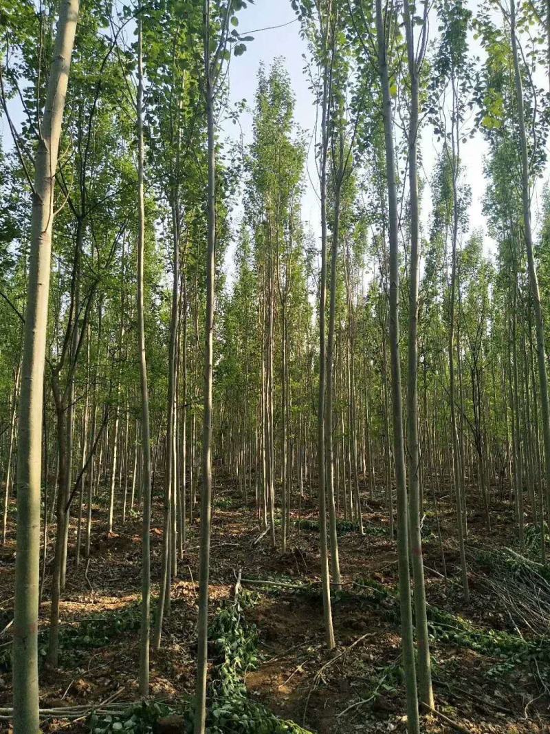 毛白杨毛新毛白杨雄株无柳絮飞絮毛白杨，冠县毛白杨基地