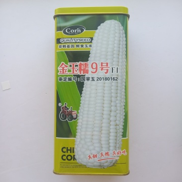 金玉糯9号糯玉米种子国审玉鲜食糯玉米种子