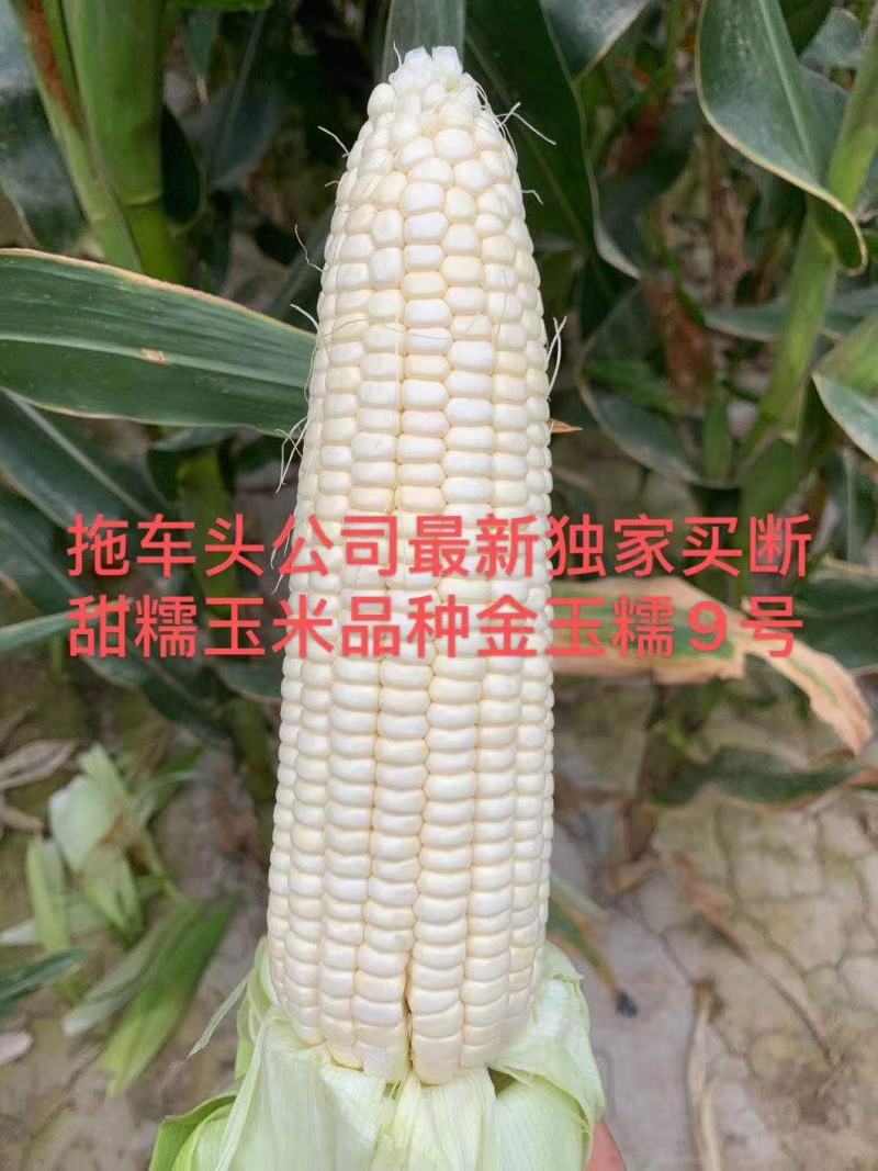 金玉糯9号糯玉米种子国审玉鲜食糯玉米种子