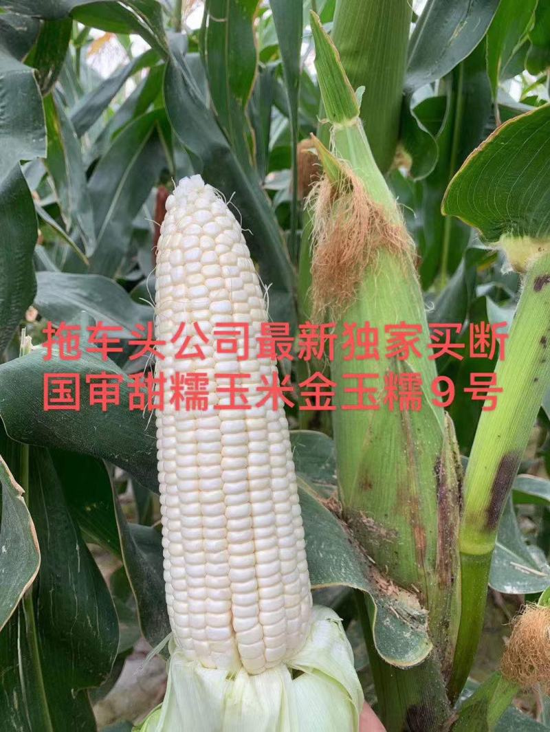 金玉糯9号糯玉米种子国审玉鲜食糯玉米种子