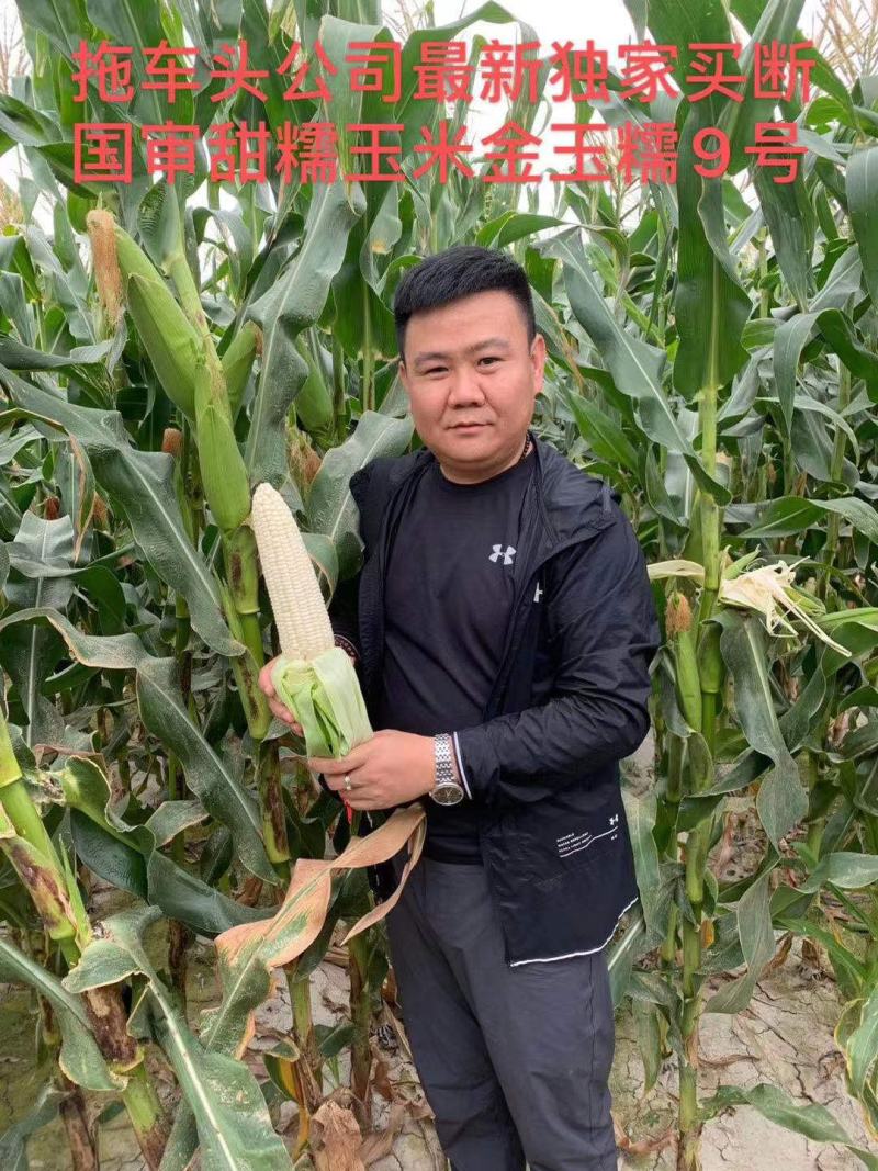 金玉糯9号糯玉米种子国审玉鲜食糯玉米种子