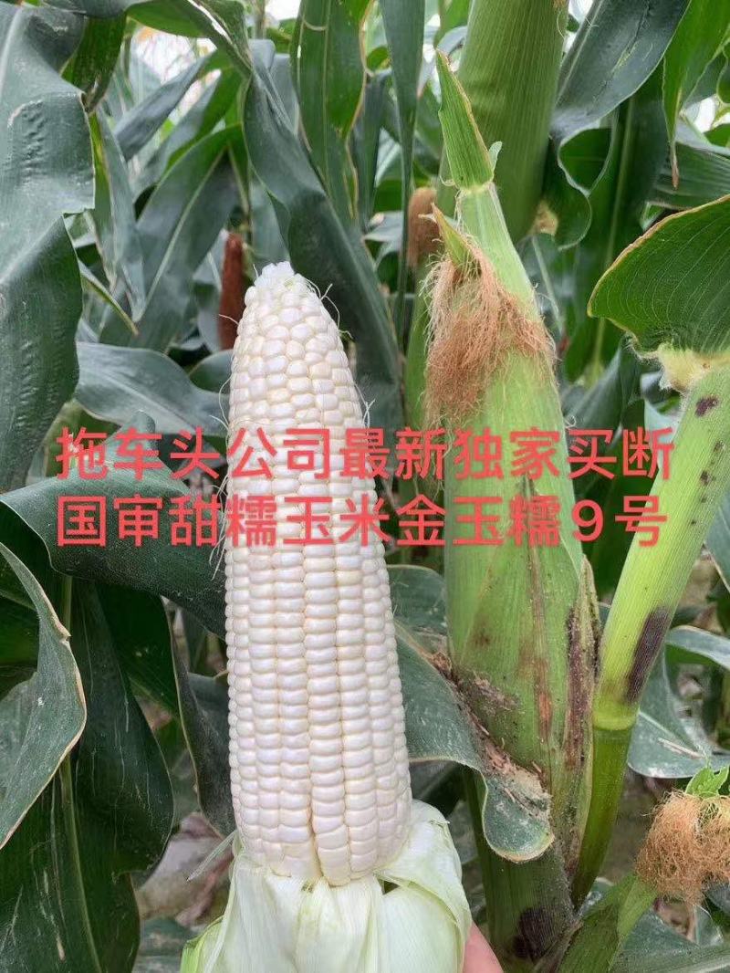 金玉糯9号糯玉米种子国审玉鲜食糯玉米种子